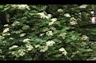 花楸樹-花01.JPG