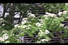 花楸樹-花02.JPG