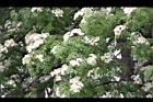 花楸樹-花03.JPG