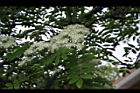 花楸樹-花05.JPG