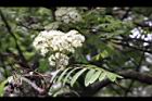花楸樹-花09.JPG