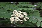 花楸樹-花12.JPG