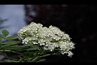 花楸樹-花14.JPG
