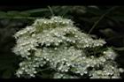 花楸樹-花19.JPG