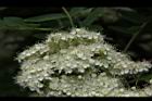 花楸樹-花20.JPG