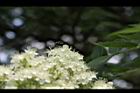 花楸樹-花22.JPG