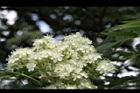 花楸樹-花23.JPG