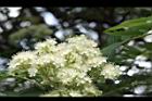 花楸樹-花24.JPG