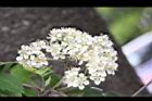 花楸樹-花25.JPG