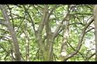 花楸樹-莖01.JPG