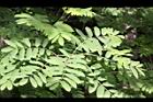 花楸樹-葉01.JPG
