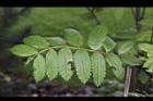 花楸樹-葉06.JPG