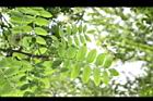 花楸樹-葉07.JPG