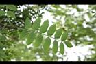 花楸樹-葉12.JPG