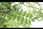 花楸樹-葉13.JPG