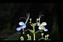 花蝴蝶-花16.JPG