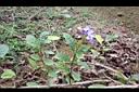 花蝴蝶06.jpg