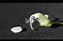 花豆-花04.jpg