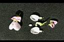 花豆-花12.jpg