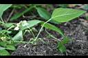花豆-葉1.jpg