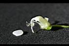 花豆-花03.jpg