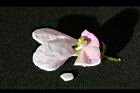 花豆-花08.jpg