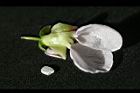 花豆-花09.jpg