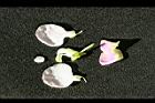 花豆-花15.jpg