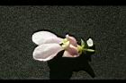 花豆-花18.jpg