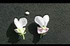 花豆-花20.jpg