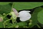 花豆-花27.jpg