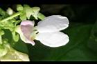 花豆-花28.jpg