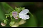 花豆-花35.jpg
