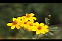 芳香萬壽菊-花5.jpg
