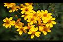芳香萬壽菊-花6.jpg