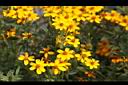 芳香萬壽菊-花9.jpg