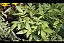 芳香萬壽菊-葉0.jpg