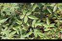 芳香萬壽菊-葉1.jpg