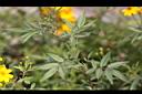 芳香萬壽菊-葉5.jpg