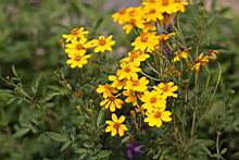 芳香萬壽菊-花7.jpg