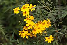芳香萬壽菊-花8.jpg
