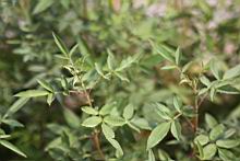 芳香萬壽菊-葉4.jpg