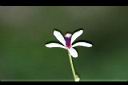 苦楝-花01.jpg