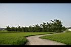田野16.jpg