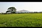 田野18.jpg