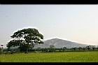 田野20.jpg