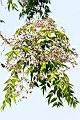 苦楝-花04.JPG