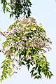 苦楝-花05.JPG