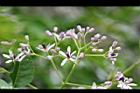苦楝-花07.jpg