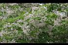 苦楝-花09.jpg